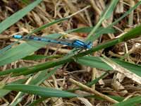 Agrion porte-coupe (Enallagma cyathigerum)