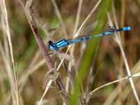 Agrion porte-coupe (Enallagma cyathigerum)