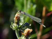 Agrion porte-coupe (Enallagma cyathigerum)