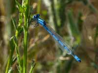 Agrion porte-coupe (Enallagma cyathigerum)