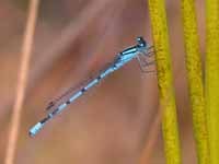 Agrion porte-coupe (Enallagma cyathigerum)