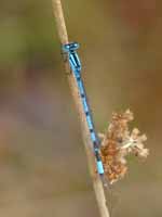 Agrion porte-coupe (Enallagma cyathigerum)