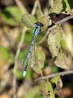 Portecoupe holarctique Enallagma cyathigerum