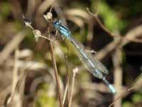 Portecoupe holarctique Enallagma cyathigerum