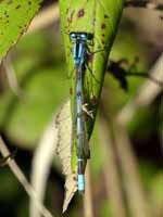 Portecoupe holarctique Enallagma cyathigerum