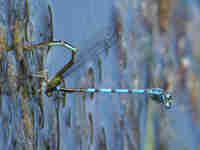 Agrion de Vander Linden (Erythromma lindenii)