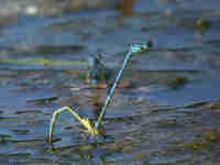 Agrion de Vander Linden (Erythromma lindenii)