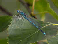 Agrion de Vander Linden (Erythromma lindenii)