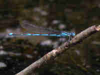 Agrion de Vander Linden (Erythromma lindenii)