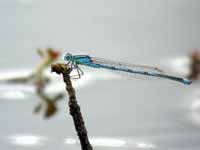 Agrion de Vander Linden (Erythromma lindenii)