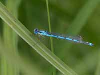 Agrion de Vander Linden (Erythromma lindenii)