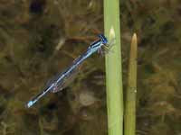 Agrion de Vander Linden (Erythromma lindenii)