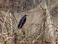 Aigrette ardoisée Egretta ardesiaca