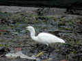 Aigrette garzette Egretta garzetta