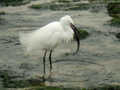 Aigrette garzette Egretta garzetta