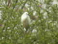 Aigrette garzette Egretta garzetta