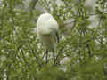 Aigrette garzette Egretta garzetta