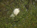 Aigrette garzette Egretta garzetta