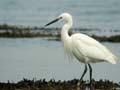 Aigrette garzette Egretta garzetta