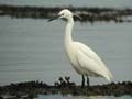 Aigrette garzette Egretta garzetta