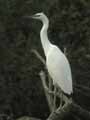 Aigrette garzette Egretta garzetta