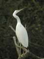 Aigrette garzette Egretta garzetta