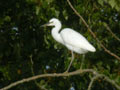 Aigrette garzette Egretta garzetta