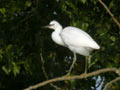 Aigrette garzette Egretta garzetta