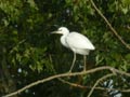 Aigrette garzette Egretta garzetta