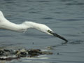 Aigrette garzette Egretta garzetta