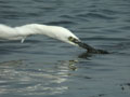 Aigrette garzette Egretta garzetta