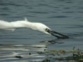 Aigrette garzette Egretta garzetta