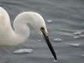 Aigrette garzette Egretta garzetta