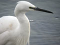 Aigrette garzette Egretta garzetta