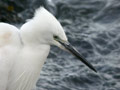 Aigrette garzette Egretta garzetta