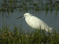 Aigrette garzette Egretta garzetta 