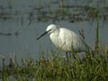 Aigrette garzette Egretta garzetta 