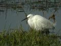 Aigrette garzette Egretta garzetta 