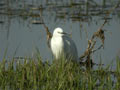 Aigrette garzette Egretta garzetta 