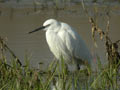 Aigrette garzette Egretta garzetta 