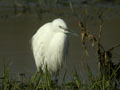 Aigrette garzette Egretta garzetta 