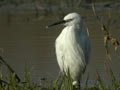 Aigrette garzette Egretta garzetta 