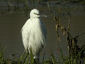 Aigrette garzette Egretta garzetta 