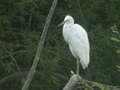 Aigrette garzette Egretta garzetta