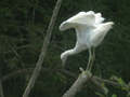 Aigrette garzette Egretta garzetta