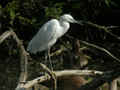 Aigrette garzette Egretta garzetta