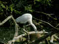 Aigrette garzette Egretta garzetta