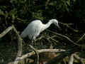 Aigrette garzette Egretta garzetta