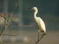 Aigrette garzette Egretta garzetta