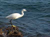 Aigrette garzette Egretta garzetta